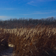 Cattails fuzzing out. The winds made it a fuzz blizzard.